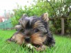 Продаю щенка йоркширский терьер, Москва (Фото)