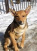 Помогите щенку найти дом!, Санкт-Петербург (Фото)