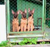 Немецкая овчарка щенки отборного разведения!, Санкт-Петербург (Фото)