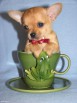 �������� �������-������ ����� chihuahua, ������ (����)