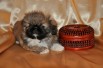 �������� ���������  ��������� � ������ (����)