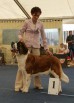 Планируется вязка сенбернара - Юной Чемпионки Мира 2012 года., Петрозаводск (Фото)