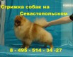Стрижка собак в зоосалоне в Москве (Фото)