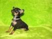 Той терьера щенка, Москва (Фото)