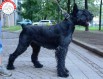 Ризеншнауцер Веня, 10 лет в добрые руки (Фото)