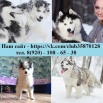 Чёрно-белые голубоглазые щенки хаски, кобели для вязки в Ярославле (Фото)