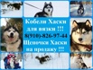 Черно-белые .голубоглазые Кобели Хаски для вязки в Ярославле (Фото)