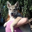 ����� ������� ������ (saarloos wolfdogs) � ������ (����)