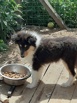 Продажа щенков колли, Нижний Новгород (Фото)