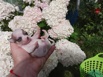 Щенки чихуахуа из питомника хрустальная мечта. Август 2020 в Москве (Фото)