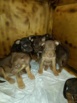 Щенки Австралийской пастушьей овчарки Келпи 1.10.2022 рождения, Курган (Фото)