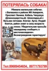 Пропала Чихуахуа (Фото)