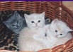 высокопородных британских и шотланских вислоухих котят, Москва (Фото)