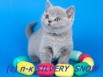 Британские котята из питомника silvery snow, Москва (Фото)