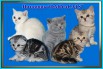Британские котята и шотландские фолды из питомника daryacats в Москве (Фото)