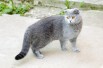 Отдам в хорошие руки кошечку шотландскую вислоухую (Фото)