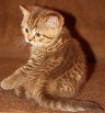 Британский котенок шоколадного пятнистого окраса в Москве (Фото)