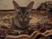 Кошка донского сфинкса в дар (Фото)