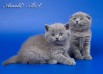 Шотландские короткошерстные котята scottish fold & scottish straight в Москве (Фото)