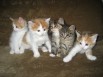 Очароваьные котята от домашней кошечки в добрые руки (Фото)
