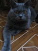 Молодой британсеий котик ищет кошечку в Красноярске (Фото)