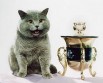 Британский и шотландский вислоухий коты приглашают невест в Москве (Фото)
