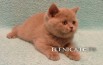 Британские котята от питомника elenicat в Ростове (Фото)