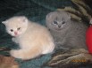 Продаю британских котят в Саратове (Фото)