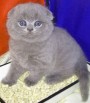 Продаю британских котят в Саратове (Фото)