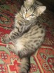 Котенок ищет хозяев! в Москве (Фото)