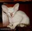 Питомник "sambela" предлагает котят ориентальной породы в Москве (Фото)