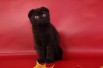 Клубные котята питомника"sweettoy" в Москве (Фото)