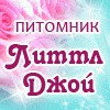 Питомник Шотландских вислоухих кошек "Литтл Джой" в Саратове (Фото)