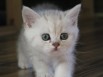 Предлагаю красивых котят Британской шиншиллы в Москве (Фото)