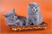 Предлагаем Вашему вниманию очаровательных шотландских котят голубого окраса, Москва (Фото)
