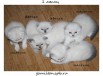 Клубные шотландские прямоухие и вислоухие котята Скоттиш Фолд и Страйт в Москве (Фото)