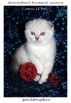 Клубные шотландские прямоухие и вислоухие котята Скоттиш Фолд и Страйт, Санкт-Петербург (Фото)
