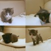 Чудесные котята в добрые руки (Фото)