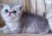 Экзотические короткошерстные котята, Москва (Фото)