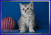 Британские котята серебристые тебби вискас из питомника daryacats, Москва (Фото)
