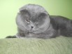 Вязка опытного котика ФОЛДА. в Ростове (Фото)