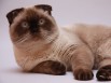 Шотландский вислоухий кот сил поинт приглашает невест, Москва (Фото)
