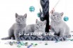 Голубые британские котята. Питомник silvery snow, Москва (Фото)