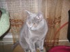 клубные котята питомника"sweettoy", Москва (Фото)