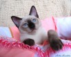 Тайские котята из питомника Санчитос!, Санкт-Петербург (Фото)