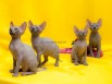 Котята Донские сфинксы лучший подарок к Новому году!, Москва (Фото)