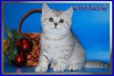 Британские котята серебристые тебби вискас из питомника daryacats в Москве (Фото)