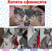 Котята Донского сфинкса, Москва (Фото)