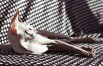 Котята Донского сфинкса к продаже и резервированию, кошка в добрые руки (Фото)