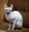 Лучший подарок любимому человеку – нежный ручной донской сфинкс!, Москва (Фото)
